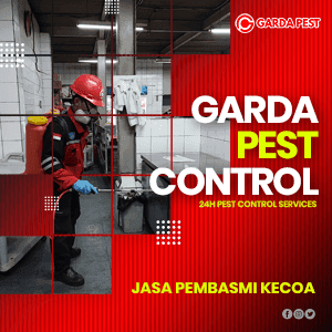 Jasa Pembasmi Kecoa di Bandung Berkualitas Premium